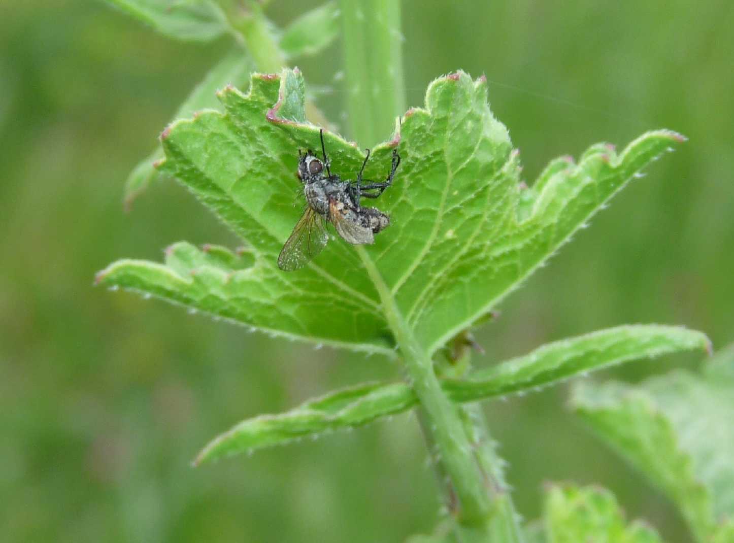 Il mistero del dittero morto: micosi  (Entomophtora muscae?)